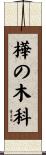 樺の木科 Scroll
