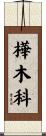 樺木科 Scroll