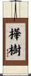 樺樹 Scroll