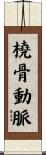 橈骨動脈 Scroll