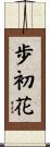 歩初花 Scroll