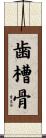 歯槽骨 Scroll