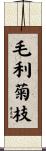 毛利菊枝 Scroll