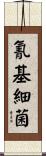 氰基細菌 Scroll