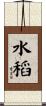 水稻 Scroll