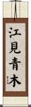 江見青木 Scroll