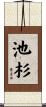 池杉 Scroll