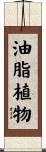 油脂植物 Scroll