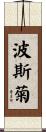 波斯菊 Scroll