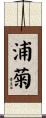 浦菊 Scroll