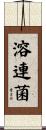 溶連菌 Scroll