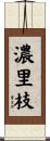 濃里枝 Scroll