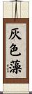 灰色藻 Scroll