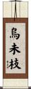 烏未枝 Scroll