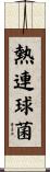 熱連球菌 Scroll