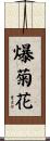 爆菊花 Scroll
