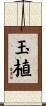 玉植 Scroll