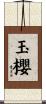 玉櫻 Scroll