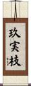 玖実枝 Scroll