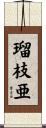 瑠枝亜 Scroll