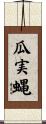 瓜実蝿 Scroll