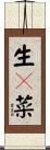 生々菜 Scroll