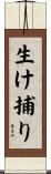 生け捕り Scroll