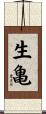 生亀 Scroll