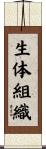 生体組織 Scroll