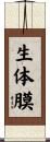 生体膜 Scroll