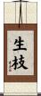 生枝 Scroll
