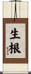 生根 Scroll