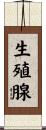 生殖腺 Scroll