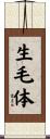 生毛体 Scroll