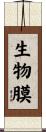 生物膜 Scroll