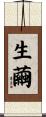 生繭 Scroll