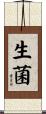 生菌 Scroll