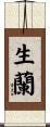 生蘭 Scroll