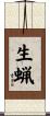 生蝋 Scroll