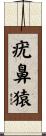 疣鼻猿 Scroll