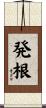 発根 Scroll