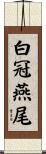白冠燕尾 Scroll