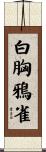 白胸鴉雀 Scroll