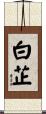 白芷 Scroll