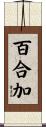 百合加 Scroll