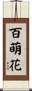 百萌花 Scroll