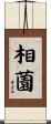相薗 Scroll