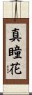 真瞳花 Scroll