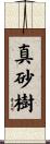 真砂樹 Scroll