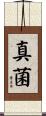 真菌 Scroll